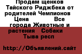 Продам щенков Тайского Риджбека от родителей Чемпионов › Цена ­ 30 000 - Все города Животные и растения » Собаки   . Тыва респ.